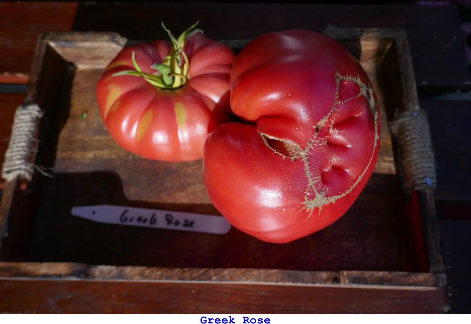 Tomaten: Greek Rose