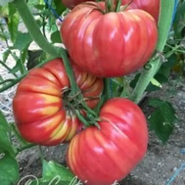 Tomaten: Greek Rose