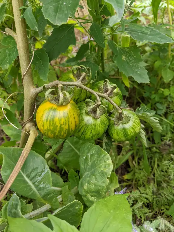 Tomaten: Green Ball Pepper