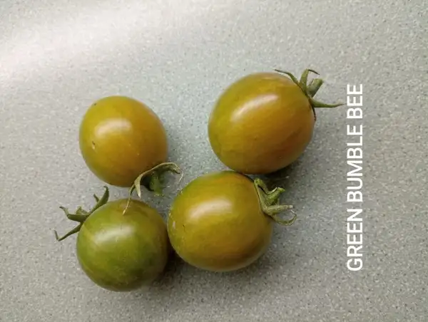 Tomaten: Green BB