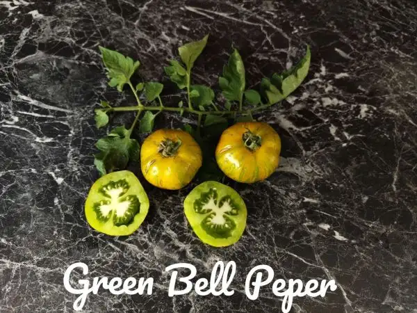 Tomaten: Green Bell Peper