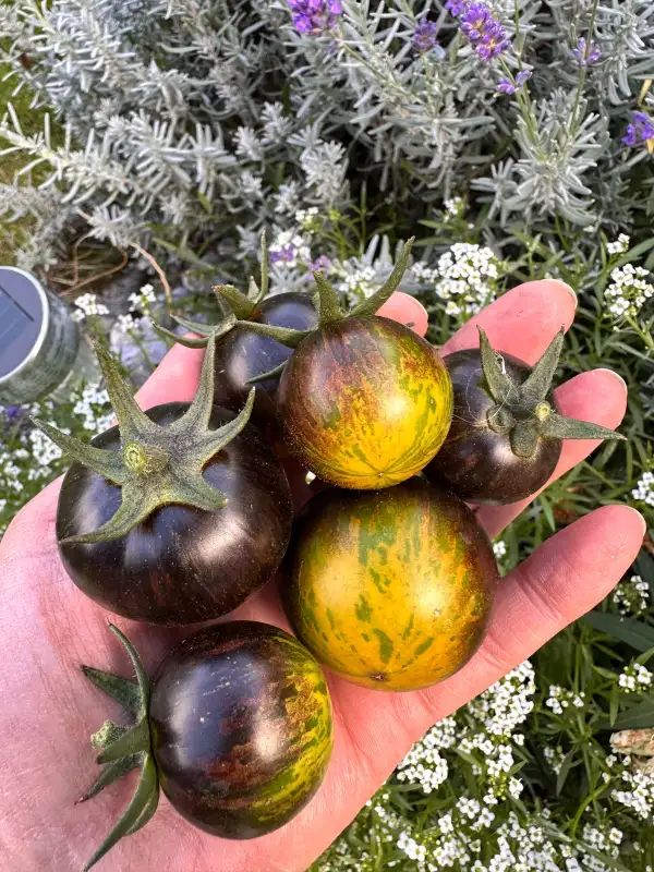 Tomaten: Green Blue Zebra