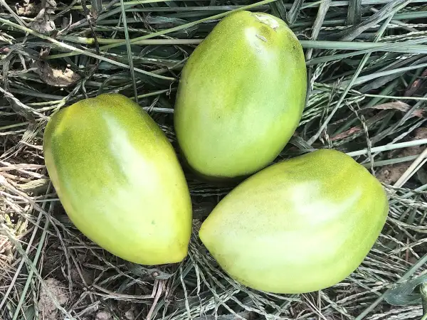 Tomaten: Green Bombs