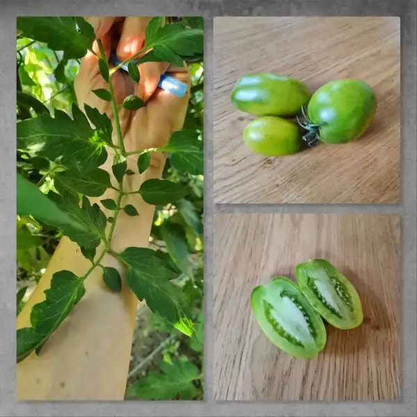 Tomaten: Green Bombs