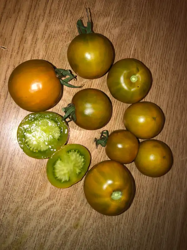 Tomaten: Green Brandy