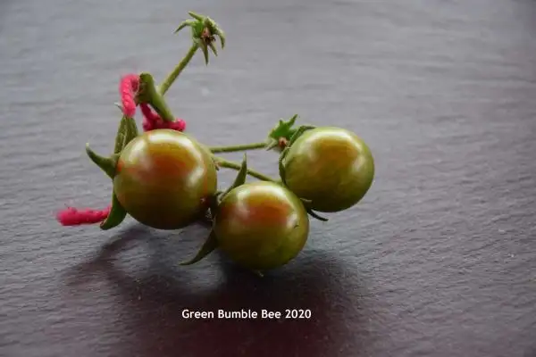 Tomaten: Green Bumble Bee