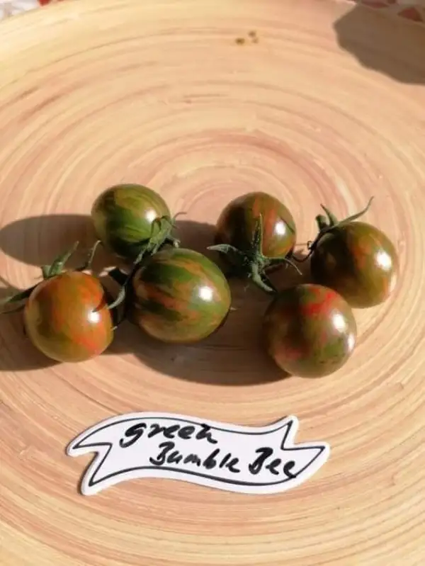 Tomaten: Green Bumblebee