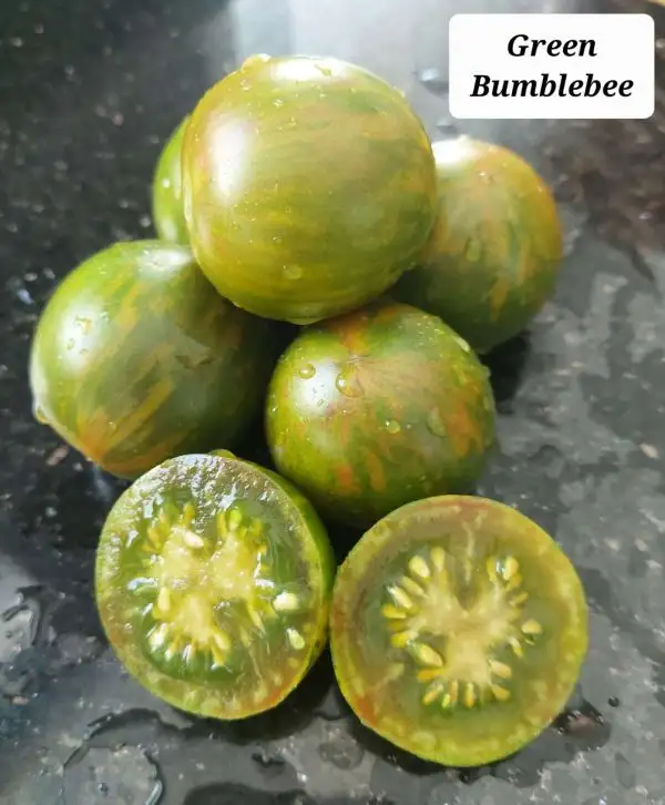 Tomaten: Green Bumblebee