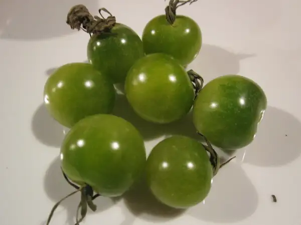 Tomaten: Green Bumblebee