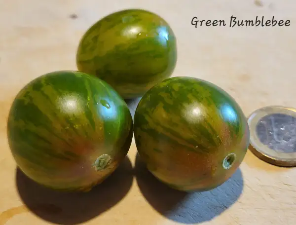 Tomaten: Green Bumblebee