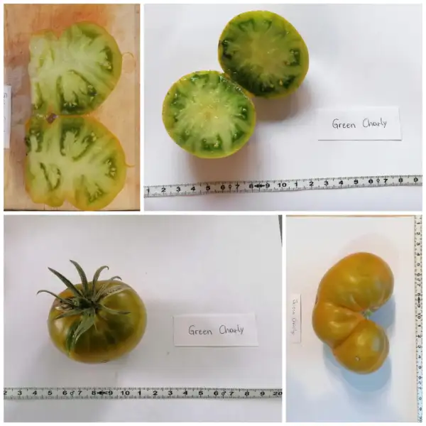 Tomaten: Green Charly