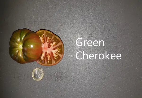 Tomaten: Green Cherokee