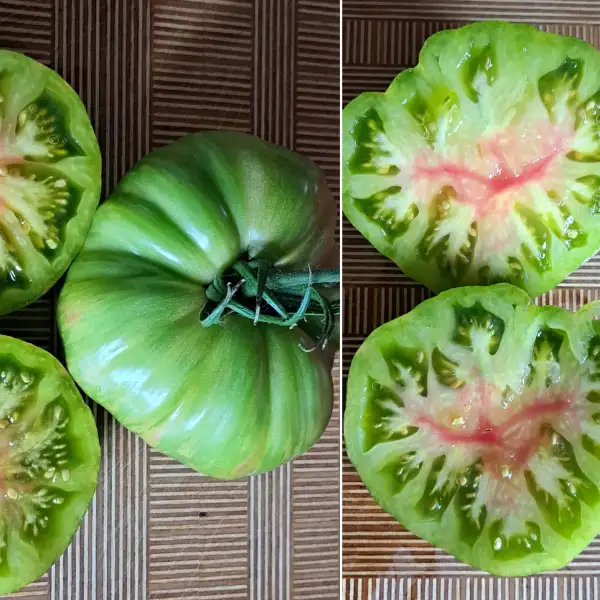 Tomaten: Green Copia