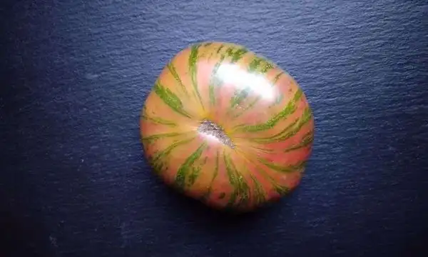 Tomaten: Green Copia