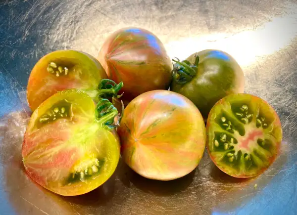 Tomaten: Green Copia