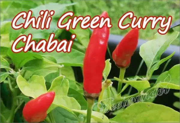 Chili / Paprika: Green Curry Chabai