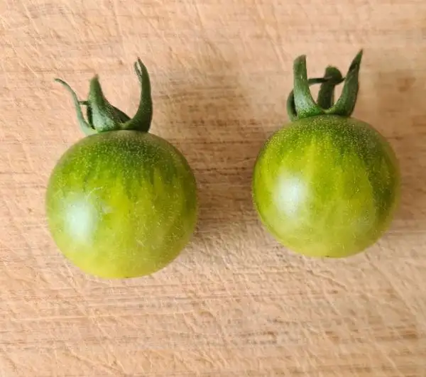 Tomaten: Green Doctor Frosted