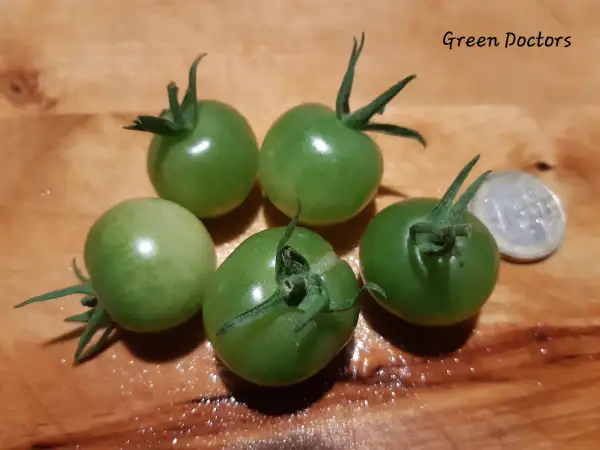 Tomaten: Green Doctors