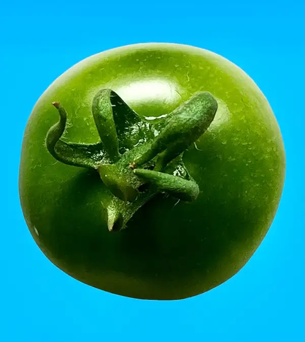 Tomaten: Green Doctors