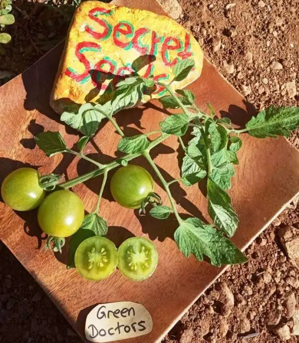 Tomaten: Green Doctors