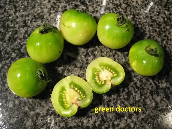 Tomaten: Green Doctors