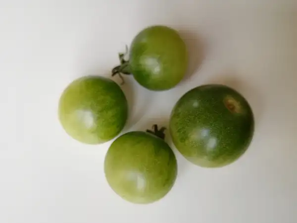 Tomaten: Green Doctors