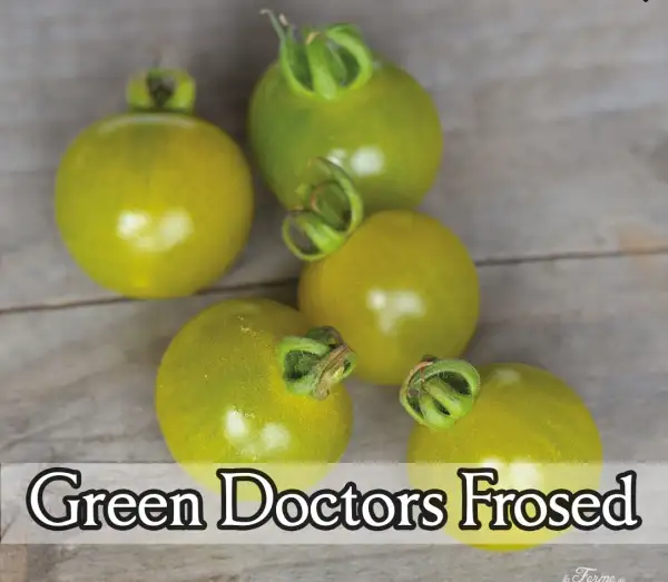 Tomaten: Green Doctors Frosed