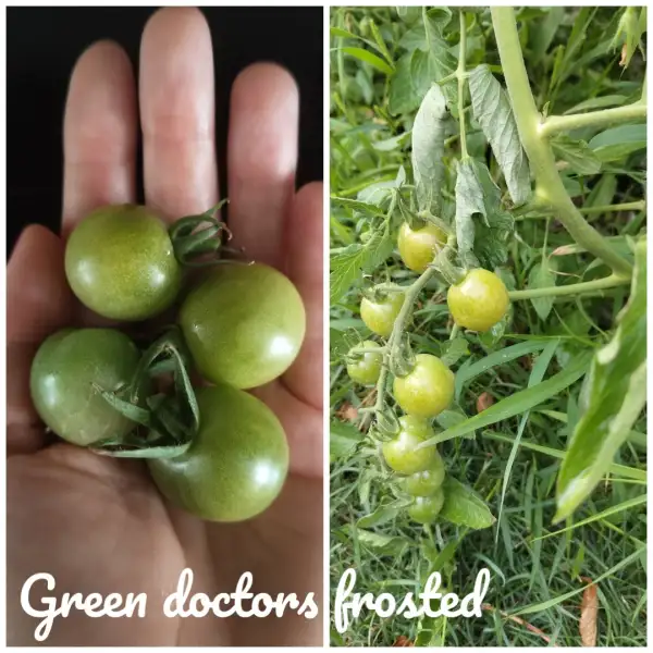 Tomaten: Green Doctors Frosted