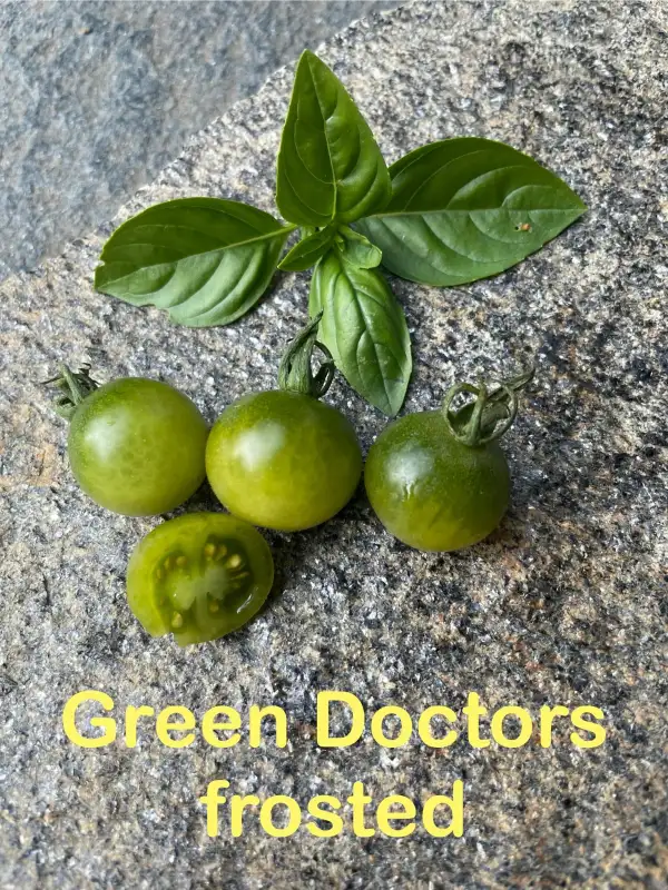 Tomaten: Green Doctors Frosted