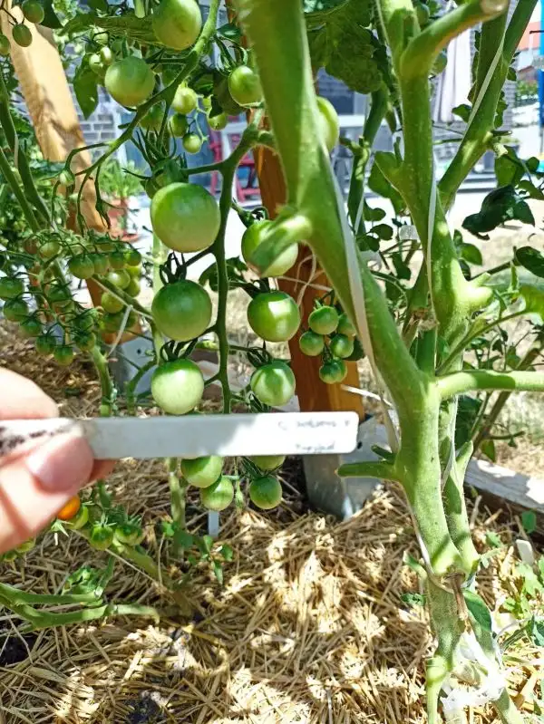 Tomaten: Green Doctors Frosted