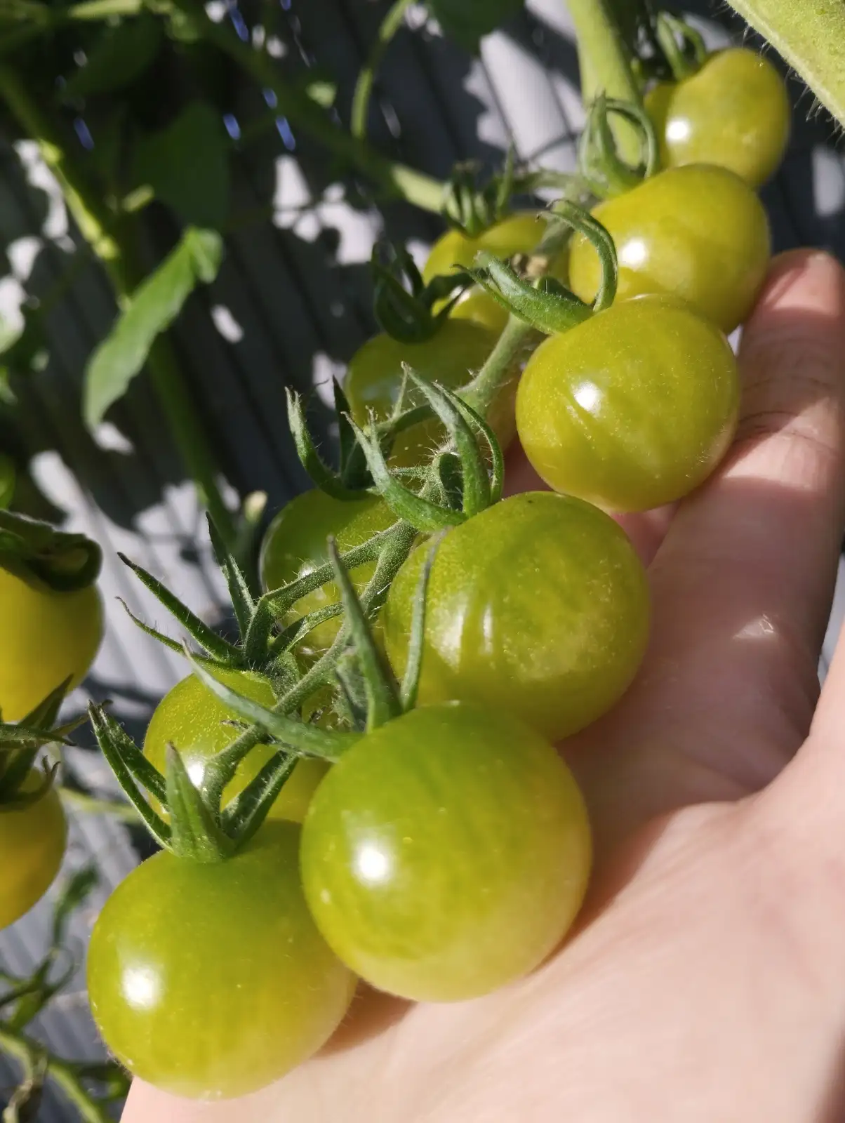 Tomaten: Green Doctors Frosted