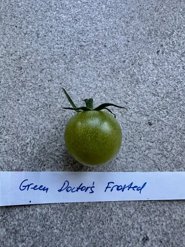 Tomaten: Green Doctors Frosted