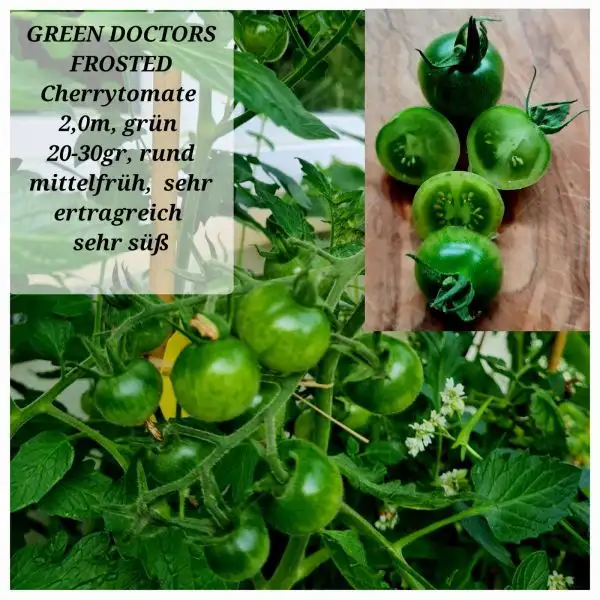 Tomaten: Green Doctors Frosted