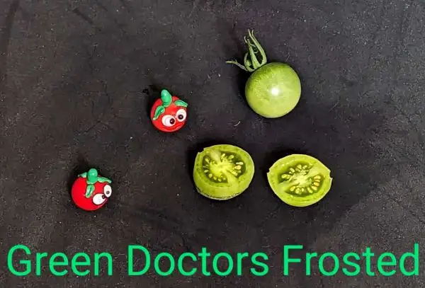 Tomaten: Green Doctors Frosted