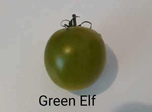 Tomaten: Green Elf