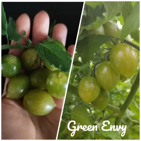 Tomaten: Green Envy