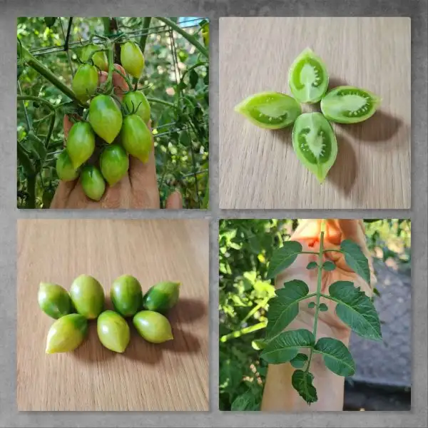 Tomaten: Green Envy