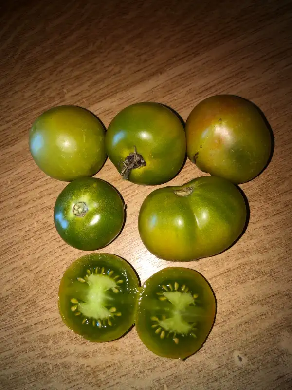 Tomaten: Green Ghost