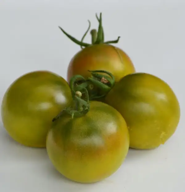 Tomaten: Green Ghost