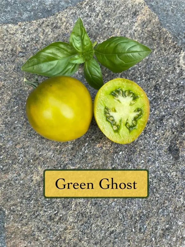 Tomaten: Green Ghost
