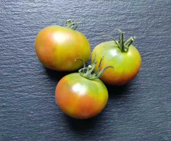 Tomaten: Green Ghost