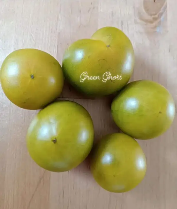 Tomaten: Green Ghost