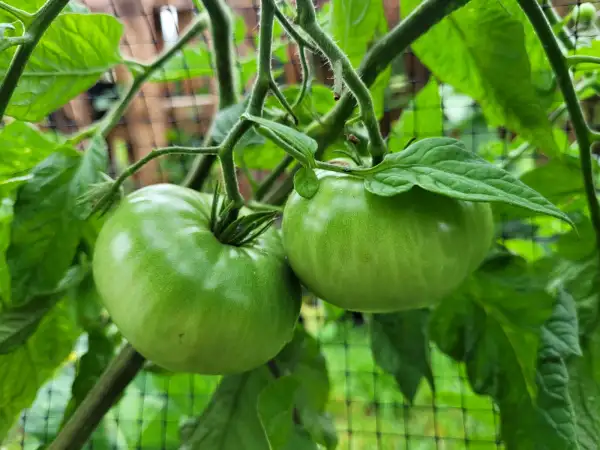 Tomaten: Green Gigant