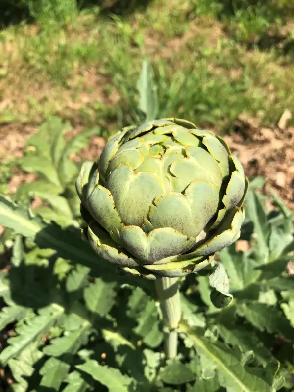 andere Gemüse: Green Globe artischocke