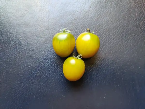 Tomaten: Green Grape