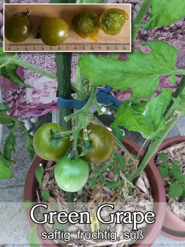 Tomaten: Green Grape