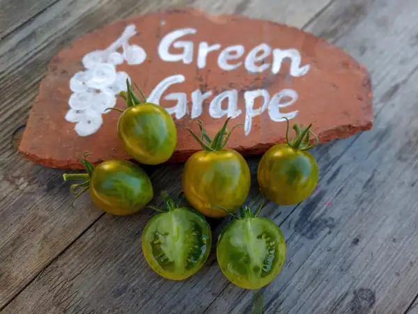 Tomaten: Green Grape