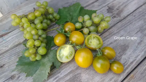 Tomaten: Green Grape