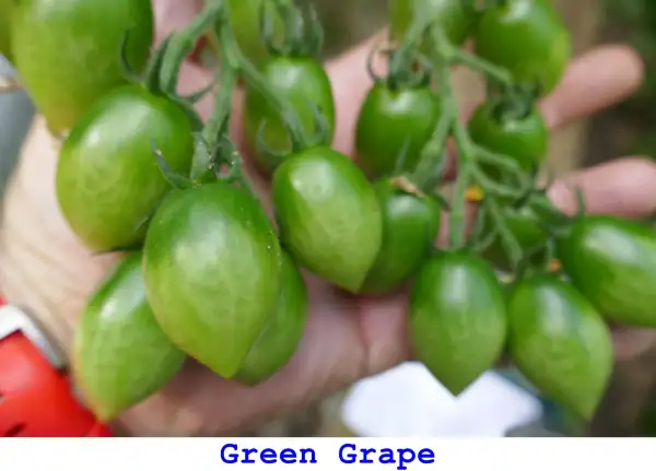 Tomaten: Green Grape
