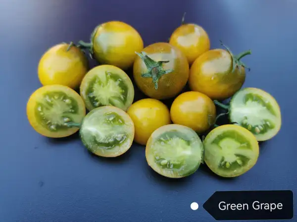 Tomaten: Green Grape